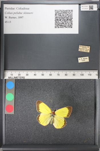 Media type: image;   Entomology 124459